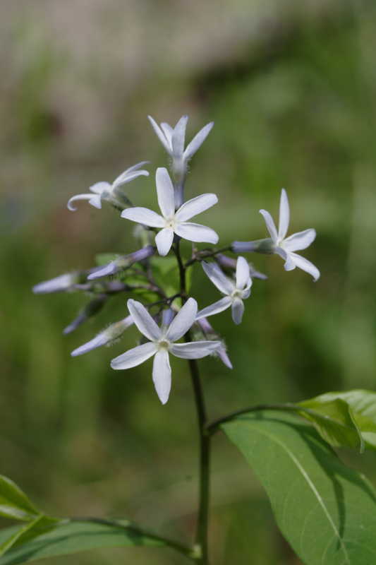 Amsonia Tabernaemontana Eastern Bluestar amsonia-tabernaemontana-eastern-bluestar