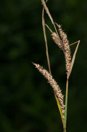 Carex stricta #1