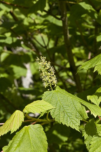 Acer spicatum #1
