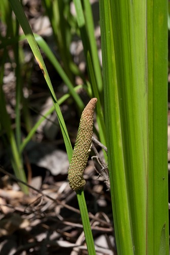 Acorus calamus #1