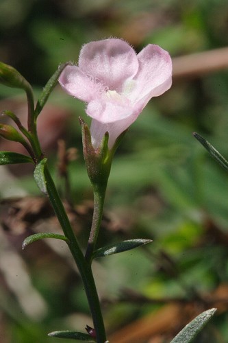 Agalinis viridis #1