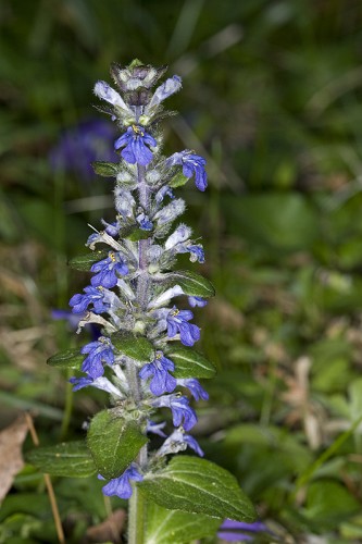 Ajuga reptans #11