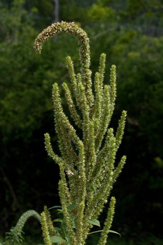 Amaranthus palmeri #3