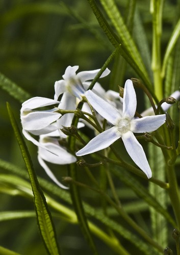 Amsonia ciliata #2