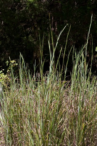 Andropogon gerardii #1