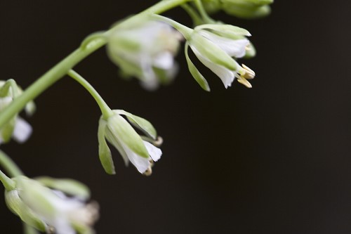 Arabis laevigata #1