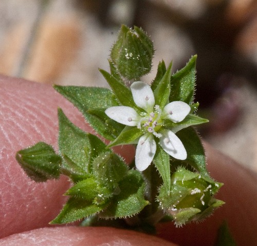 Arenaria serpyllifolia #3