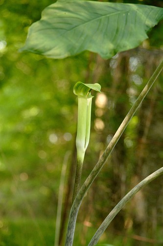 Arisaema triphyllum #1