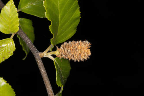 Betula Nigra