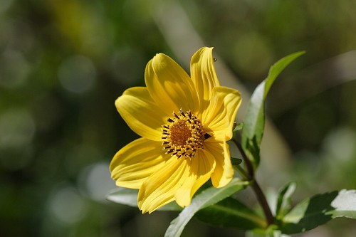 Bidens laevis #1