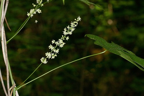 Calycocarpum lyonii #8