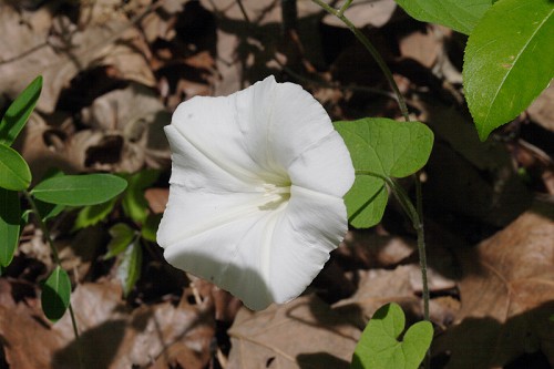 Calystegia catesbeiana #1