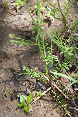 Pennsylvania Bitter Cress (Cardamine pensylvanica)