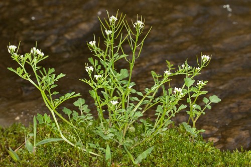 Pennsylvania Bitter Cress (Cardamine pensylvanica)