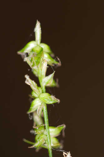 Carex retroflexa