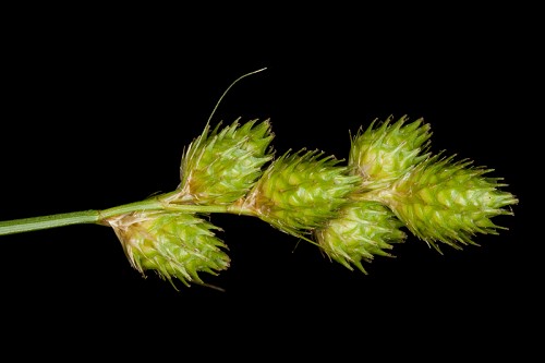 Carex alata #16