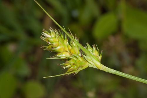 Carex austrina #5