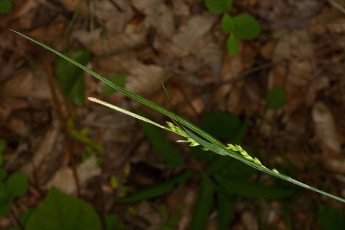 Carex brysonii #7