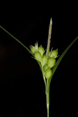 Carex bulbostylis #16