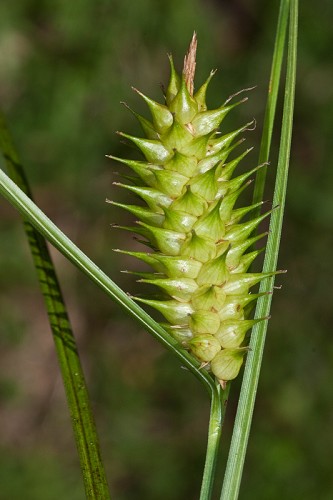 Carex bullata #5