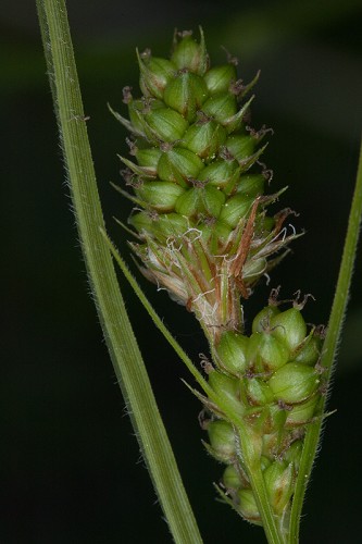 Carex bushii #2