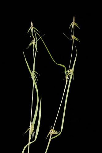 Carex collinsii #1