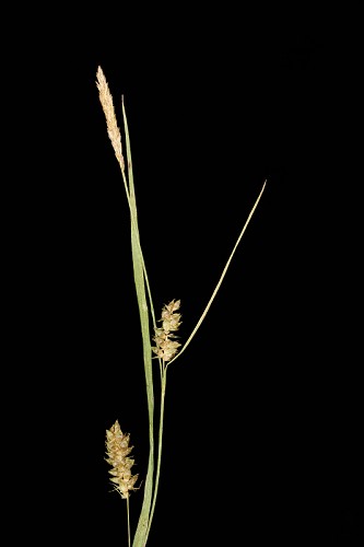 Carex conoidea #3