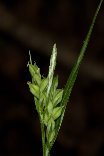 Carex crebriflora #31
