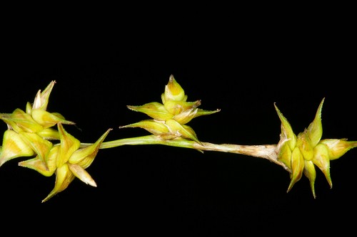 Carex echinata ssp. echinata #7