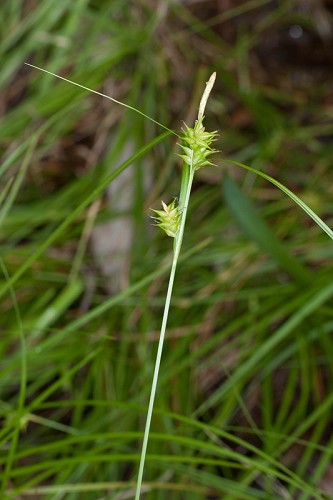 Carex elliottii #13