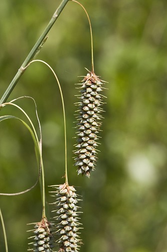 Carex glaucescens #5