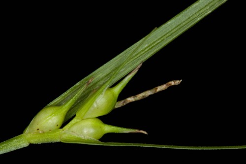 Carex jamesii #9