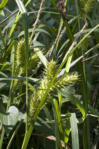 Carex lupulina #6
