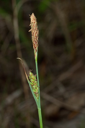 Carex meadii #8