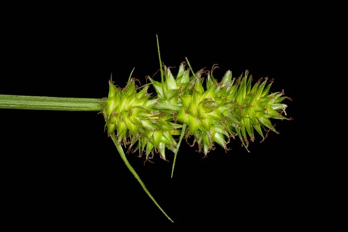Carex mesochorea #12
