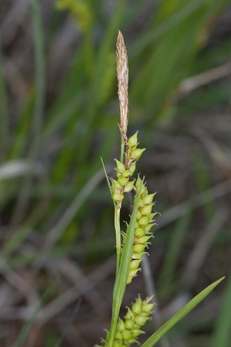 Carex microdonta #16