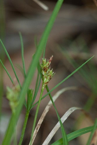 Carex nigromarginata #4