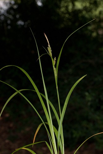 Carex scabrata #1