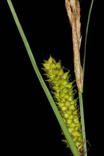Carex striata #35