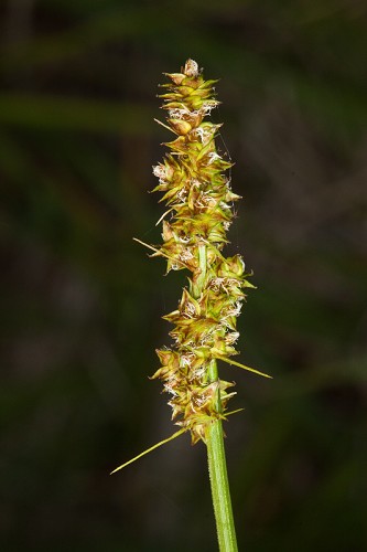 Carex triangularis #6