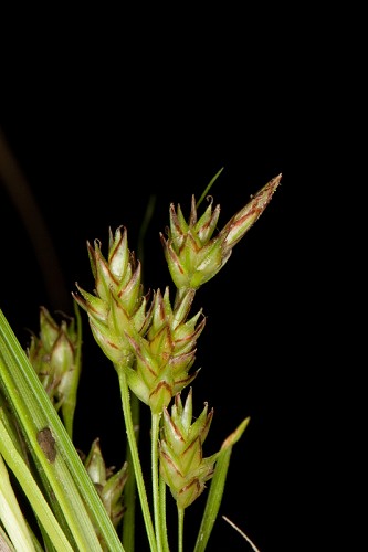 Carex umbellata #8