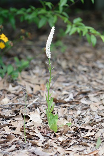 chamaelirium luteum
