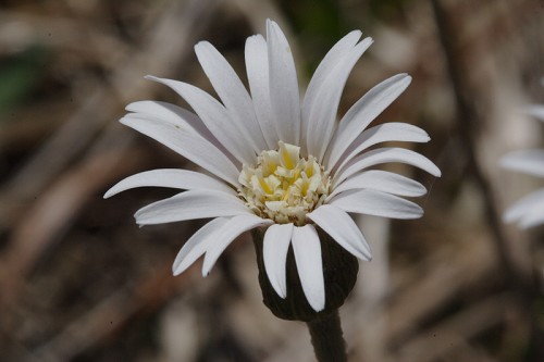 Chaptalia tomentosa #4