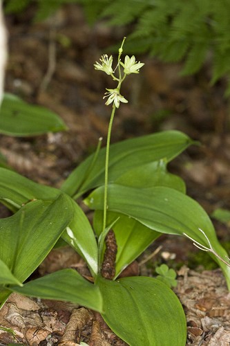 Clintonia borealis #20