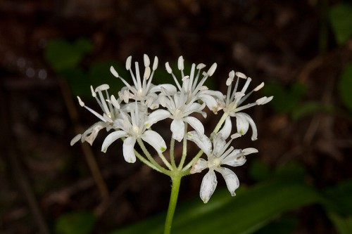 Clintonia umbellulata #1