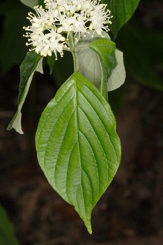 Cornus alternifolia #12