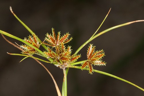 Cyperus cuspidatus #11