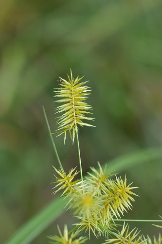 Cyperus strigosus #7