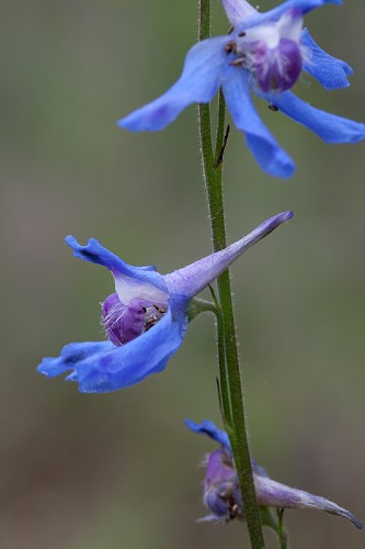 Delphinium carolinianum ssp. carolinianum #21