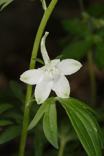 Delphinium tricorne #1